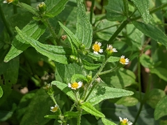 Galinsoga quadriradiata