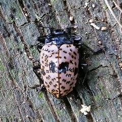 Cypherotylus annulipes