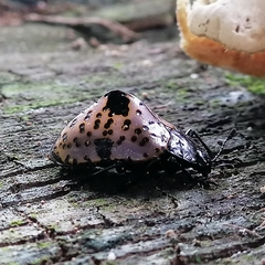 Cypherotylus annulipes