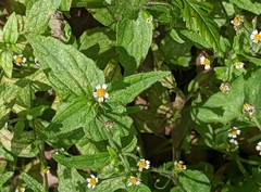 Galinsoga quadriradiata