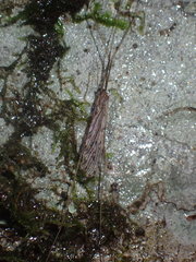 Austrolimnophila