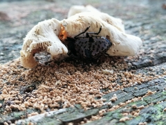 Cypherotylus annulipes