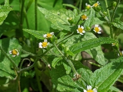 Galinsoga quadriradiata
