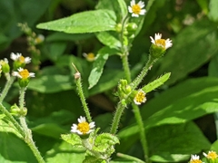 Galinsoga quadriradiata