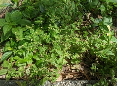 Galinsoga quadriradiata