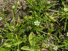 Sagina japonica