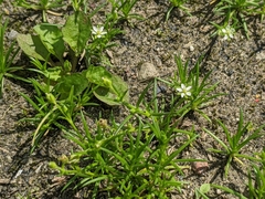 Sagina japonica