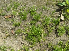 Sagina japonica