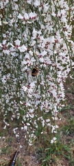 Bombus terrestris lusitanicus