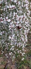Bombus terrestris lusitanicus
