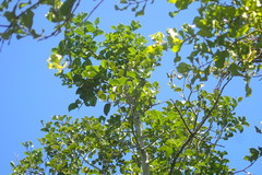 Quillaja