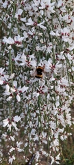 Bombus terrestris lusitanicus