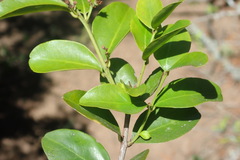 Quillaja