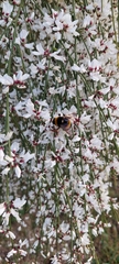 Bombus terrestris lusitanicus