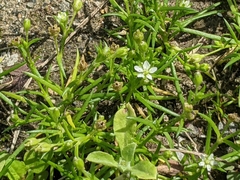 Sagina japonica