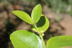 Quillaja