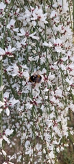 Bombus terrestris lusitanicus