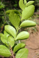 Quillaja