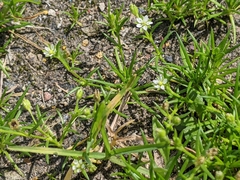 Sagina japonica