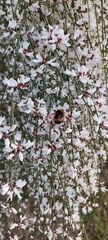Bombus terrestris lusitanicus