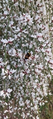 Bombus terrestris lusitanicus