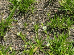 Sagina japonica
