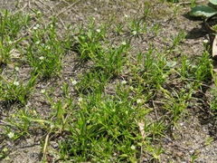 Sagina japonica