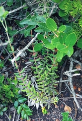 Crassula mesembryanthoides