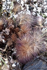 Dolomiaea macrocephala