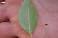 Quillaja