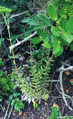 Crassula mesembryanthoides