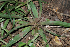 Aloe sakarahensis