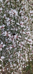 Retama monosperma