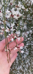 Retama monosperma