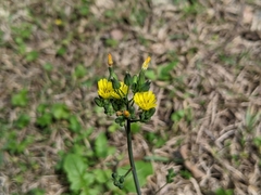Youngia japonica