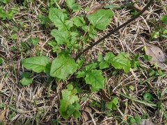 Youngia japonica