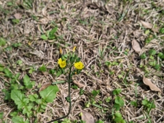 Youngia japonica