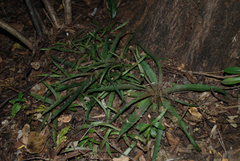 Aloe sakarahensis