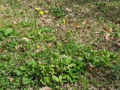Youngia japonica