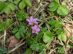 Oxalis debilis