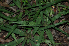 Aloe sakarahensis