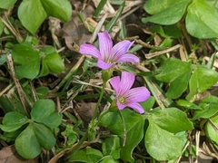 Oxalis debilis