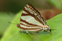 Dodona deodata