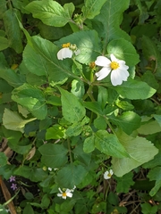 Bidens alba