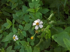 Bidens alba