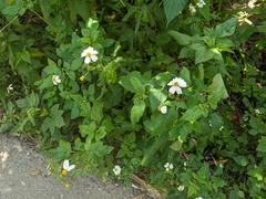 Bidens alba