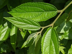 Trema orientale