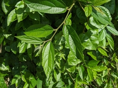 Trema orientale