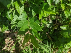 Trema orientale