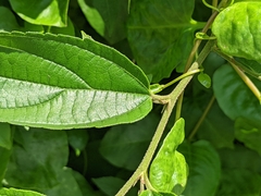 Trema orientale